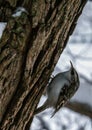 The Eurasian tree creeper common treecreeper climbing up the tree in winter park. Royalty Free Stock Photo