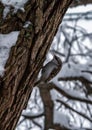 The Eurasian tree creeper common treecreeper climbing up the tree in winter park. Royalty Free Stock Photo