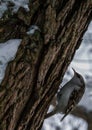 The Eurasian tree creeper common treecreeper climbing up the tree in winter park. Royalty Free Stock Photo