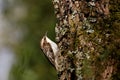 Eurasian Tree Creeper. Royalty Free Stock Photo