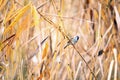 Eurasian Tree Sparrow