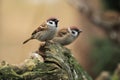 Eurasian tree sparrow