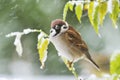 Eurasian Tree Sparrow Royalty Free Stock Photo