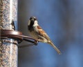 Eurasian Tree Sparrow beautiful colorful bird eating seeds from a bird seed feeder during summer in Michigan Royalty Free Stock Photo