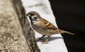 A Eurasian Tree Sparrow Bird perched on a concrete ledge