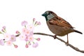 Eurasian tree sparrow bird sitting on the blossom branch in spring