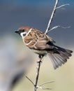 Eurasian tree sparrow bird sitting on a twig. Close up shot whole body.