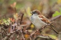 Eurasian tree sparrow Royalty Free Stock Photo