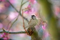 Eurasian tree sparrow collecting material for its nest Royalty Free Stock Photo