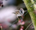 Eurasian tree sparrow collecting material for its nest Royalty Free Stock Photo