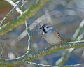 Eurasian tree sparrow collecting material for its nest Royalty Free Stock Photo