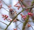 Eurasian tree sparrow collecting material for its nest Royalty Free Stock Photo