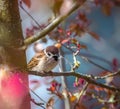 Eurasian tree sparrow collecting material for its nest Royalty Free Stock Photo