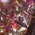 Eurasian tree sparrow collecting material for its nest Royalty Free Stock Photo