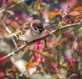 Eurasian tree sparrow collecting material for its nest Royalty Free Stock Photo