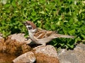 Eurasian Tree Sparrow drinking water Royalty Free Stock Photo