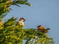 The Eurasian Tree Sparrow