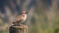 Eurasian Tree Sparrow Royalty Free Stock Photo