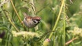 Eurasian Tree Sparrow Royalty Free Stock Photo