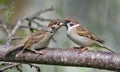 Eurasian tree sparrow feeding his hungry chick mouth to mouth with tasty food Royalty Free Stock Photo