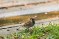 Eurasian Tree Sparrow is on the ground,