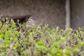 The Eurasian tree sparrow on hedgerow