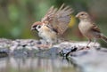 Eurasian Tree Sparrow grand leap into water with lifted wings Royalty Free Stock Photo