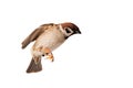 Eurasian tree sparrow landing with wings open isolated on white background
