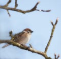 Eurasian tree sparrow, nature and sky with bird, balance and feather for rest with ornithology. Garden, autumn and