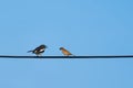 Eurasian Tree Sparrow and Oriental magpie robin. Two birds talking on cables and leave space for text input