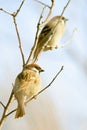 Eurasian Tree Sparrow, Passer montanus Royalty Free Stock Photo