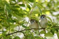Eurasian Tree Sparrow, Passer montanus Royalty Free Stock Photo