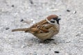 A Eurasian tree sparrow Passer montanus on the asphalt