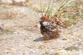 Eurasian Tree Sparrow (Passer montanus) bathing in a stream Royalty Free Stock Photo