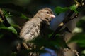 Eurasian Tree Sparrow Passer montanus , beautiful bird, hungry baby on branch. Eurasian tree sparrow Passer montanus Royalty Free Stock Photo