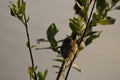 Eurasian Tree Sparrow Passer montanus , beautiful bird, hungry baby on branch. Eurasian tree sparrow Passer montanus , beautiful Royalty Free Stock Photo