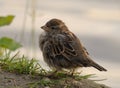 Eurasian tree sparrow Passer montanus, beautiful bird, hungry chick. Eurasian tree sparrow Passer montanus, a beautiful bird. A Royalty Free Stock Photo