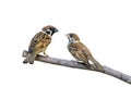 Eurasian Tree Sparrow or Passer montanus. Royalty Free Stock Photo
