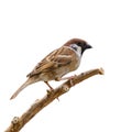 Eurasian Tree Sparrow or Passer montanus. Royalty Free Stock Photo