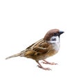 Eurasian Tree Sparrow or Passer montanus. Royalty Free Stock Photo