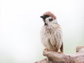 Eurasian tree sparrow, Passer montanus. A bird sitting on a branch on a white background, close-up Royalty Free Stock Photo