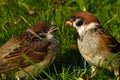 The Eurasian tree sparrow, Passer montanus Royalty Free Stock Photo