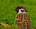 The Eurasian tree sparrow, Passer montanus Royalty Free Stock Photo