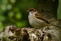 The Eurasian tree sparrow, Passer montanus Royalty Free Stock Photo