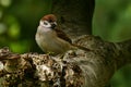 The Eurasian tree sparrow, Passer montanus Royalty Free Stock Photo