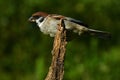 The Eurasian tree sparrow, Passer montanus Royalty Free Stock Photo