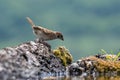 Eurasian tree sparrow Passer Montanus drinking from a small po Royalty Free Stock Photo