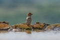 Eurasian tree sparrow Passer Montanus drinking from a small po Royalty Free Stock Photo