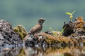 Eurasian tree sparrow Passer Montanus drinking from a small po Royalty Free Stock Photo