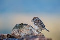 Eurasian tree sparrow Passer Montanus drinking from a small po Royalty Free Stock Photo